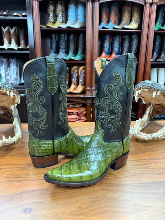 American Alligator Green